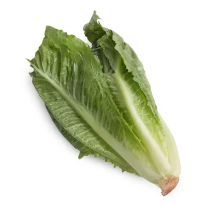 Lechuga Romana