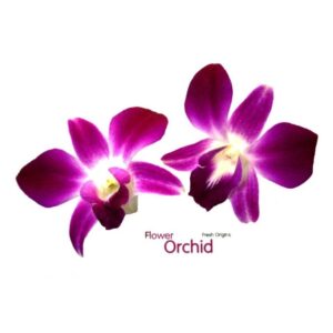 Orquídea morada