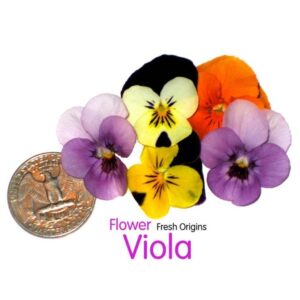 Violeta