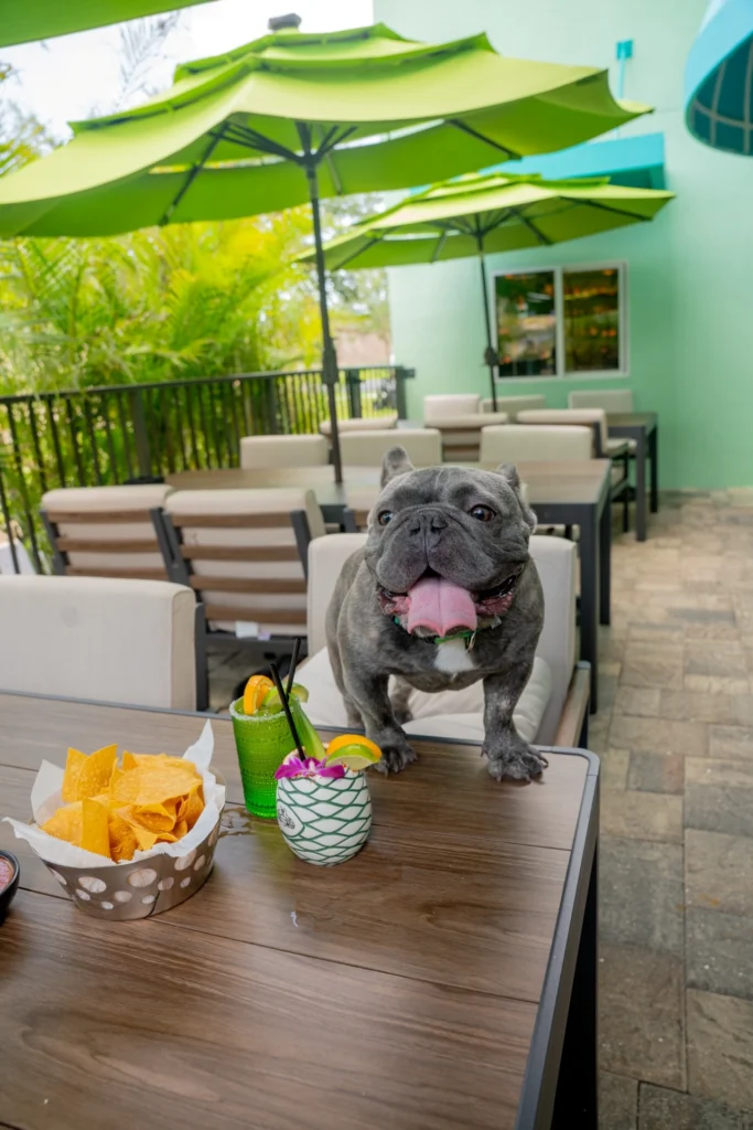 Pet-Friendly on Margarita Island Indian Harbour Beach Florida 2