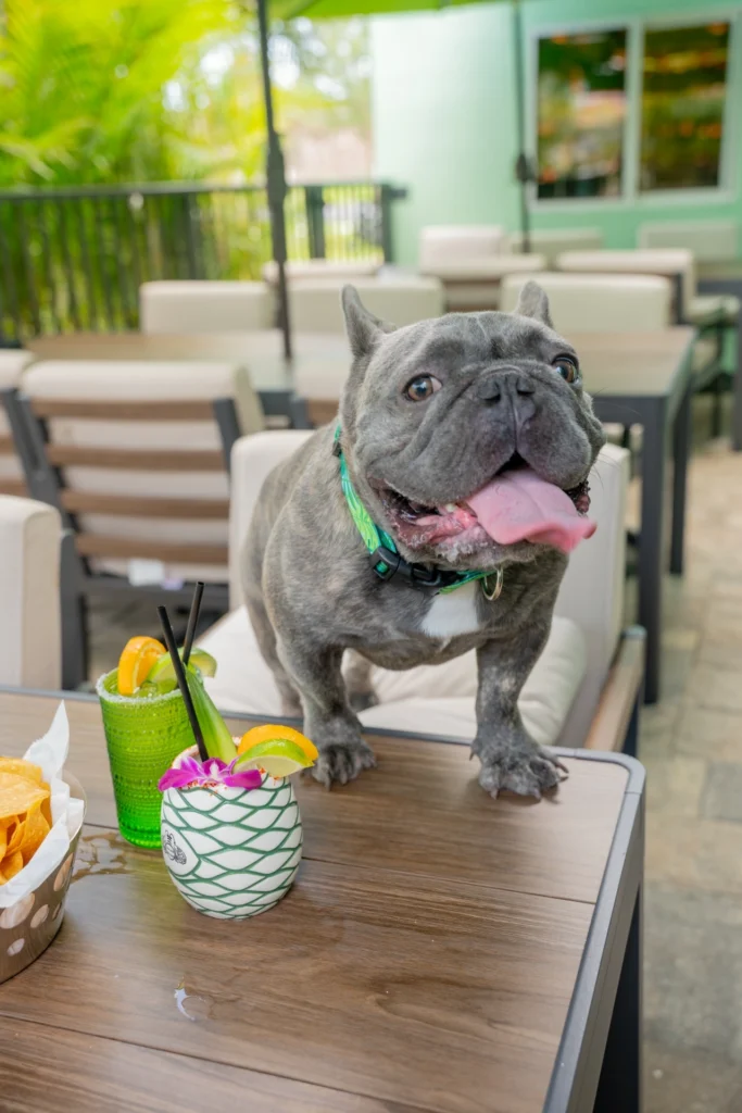 Pet-Friendly on Margarita Island Indian Harbour Beach Florida