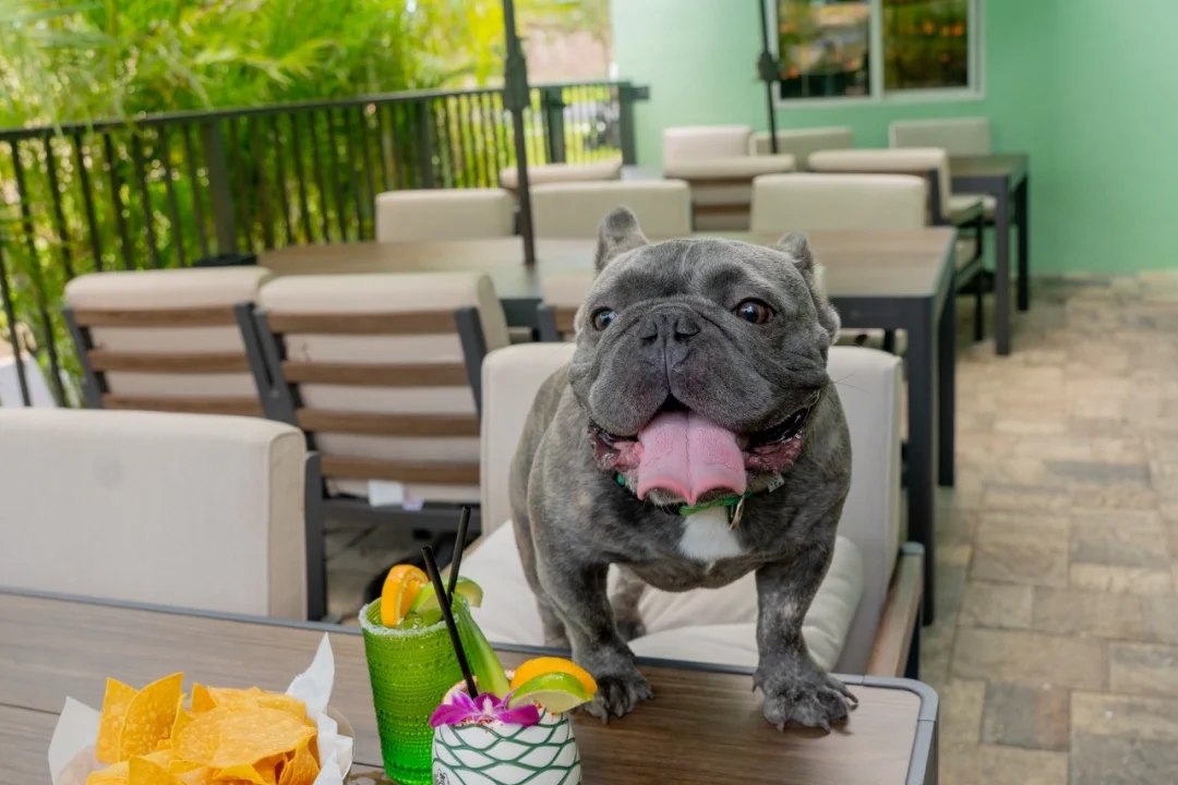 Pet-Friendly on Margarita Island Indian Harbour Beach Florida 2