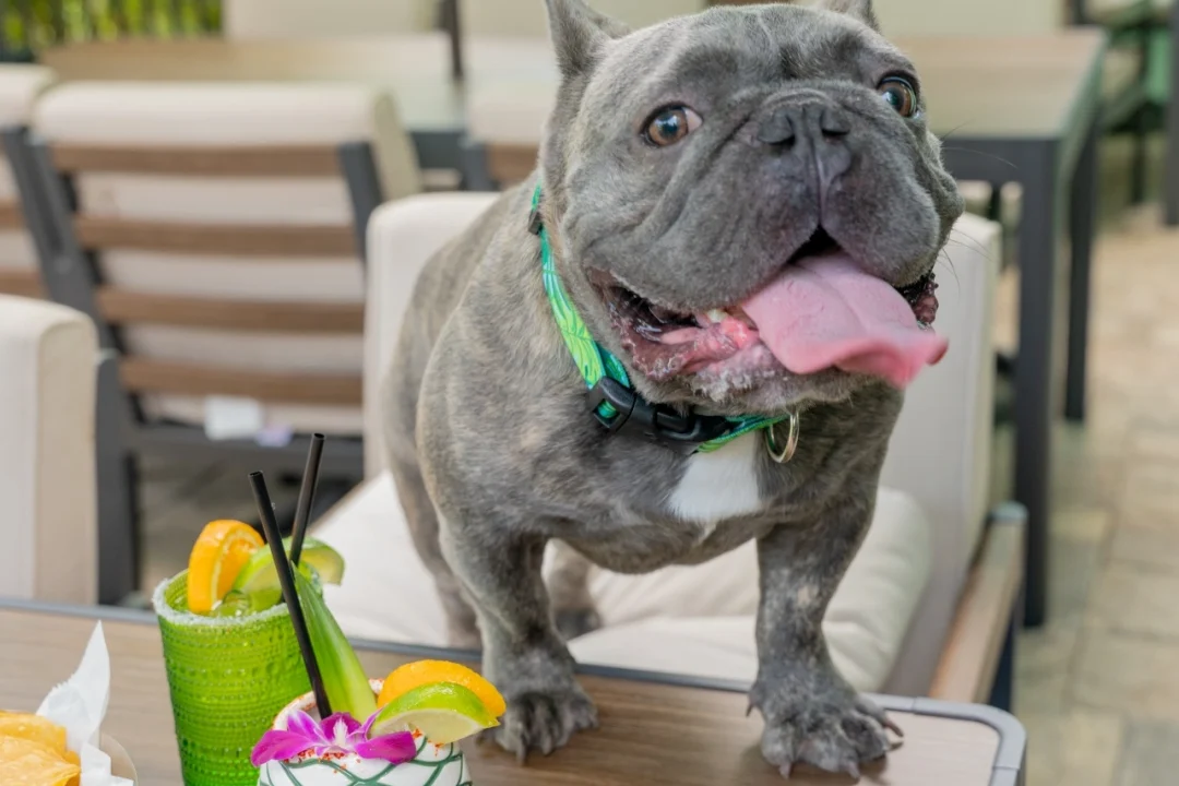 Pet-Friendly on Margarita Island Indian Harbour Beach Florida